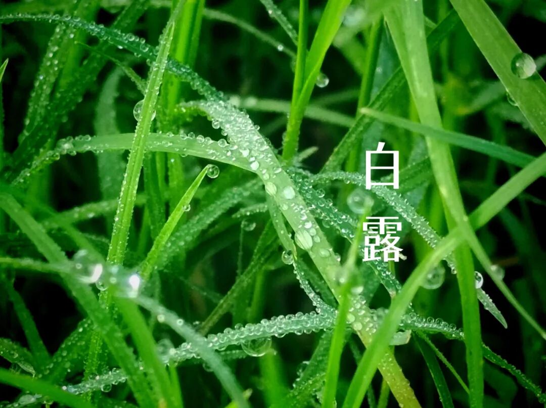 白露||霜凝秋意心自閑，歲月靜美福滿園